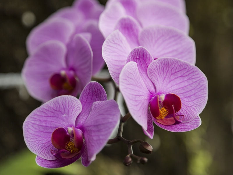 ORQUÍDEAS II
