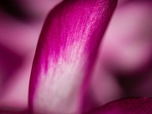 FLOR DE MAIO-2