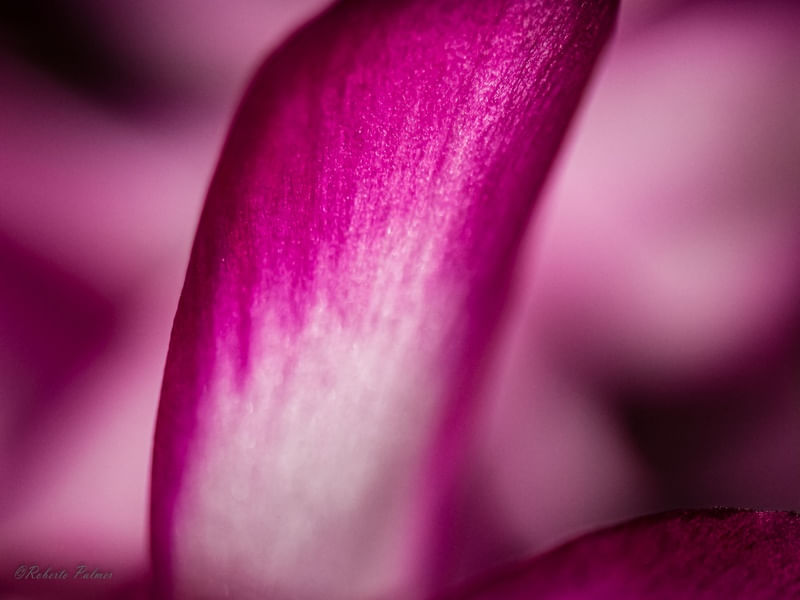 FLOR DE MAIO-2
