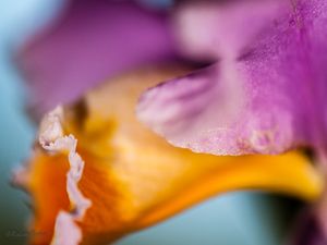ORQUÍDEA EM DETALHE