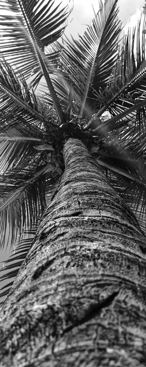 SOMBRA E ÁGUA DE COCO