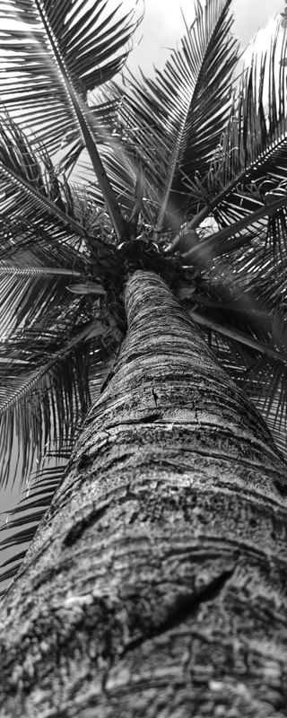 SOMBRA E ÁGUA DE COCO