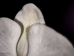 ORQUÍDEA EM DETALHE-2
