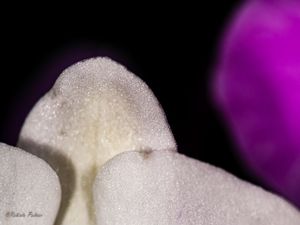 ORQUÍDEA EM DETALHE-3
