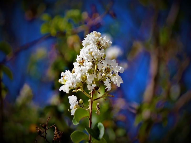 GPJ_200605502