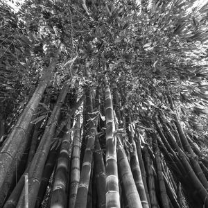 FLORESTA DE BAMBUS UE