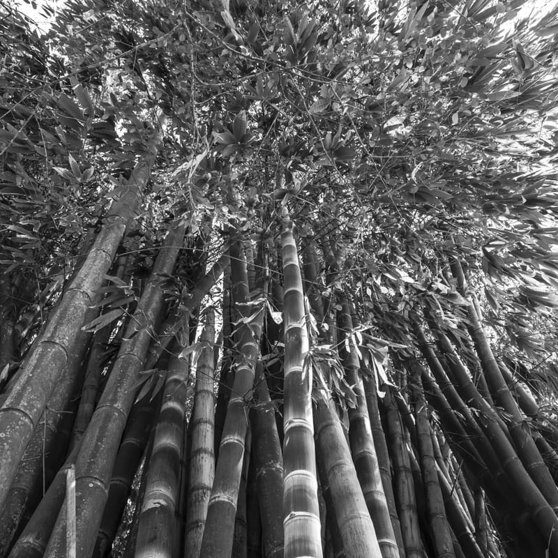FLORESTA DE BAMBUS UE