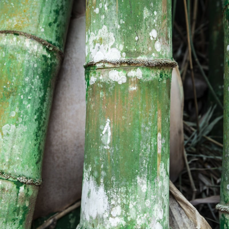 NATURAL BAMBU UE