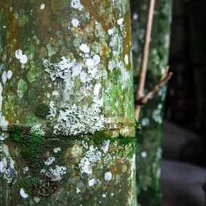 ARTE NATURAL - UE