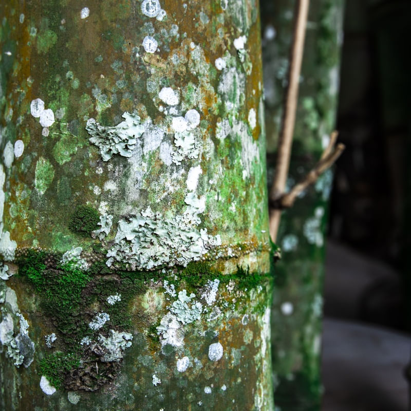 ARTE NATURAL - UE