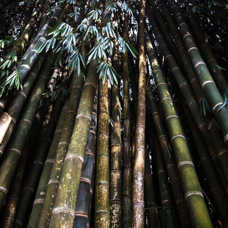 BAMBU - UE