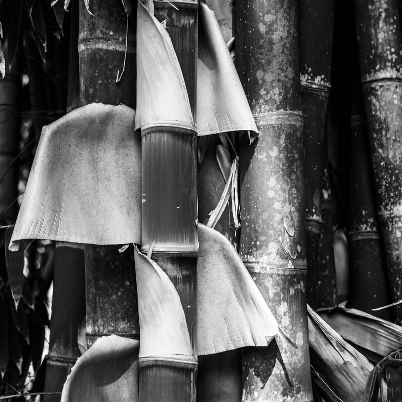 AS FOLHAS DO BAMBU - UE