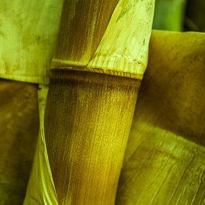 BAMBU DETALHE - UE