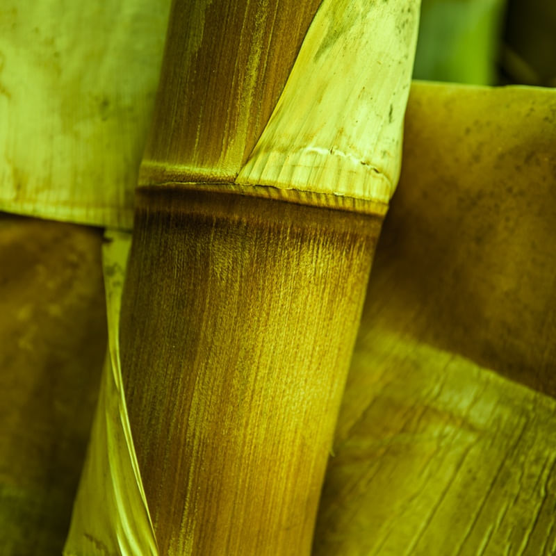 BAMBU DETALHE - UE