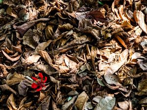 FOLHAS SECAS E FLOR VERMELHA