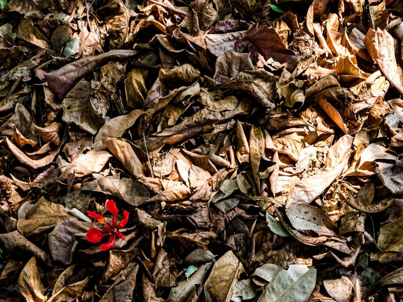 FOLHAS SECAS E FLOR VERMELHA