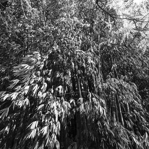 FLORESTA - UE