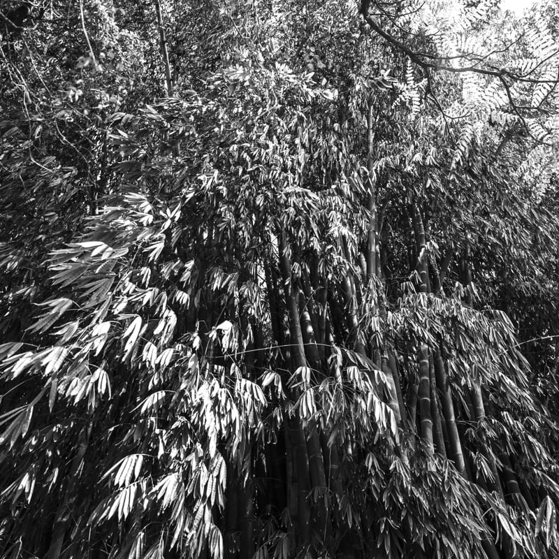 FLORESTA - UE