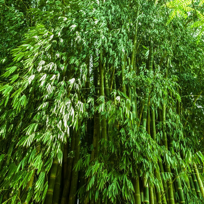 A FLORESTA - UE