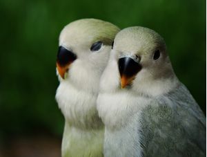 COUPLE BIRDS