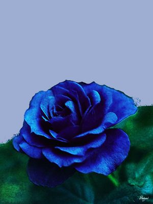 ROSA AZUL