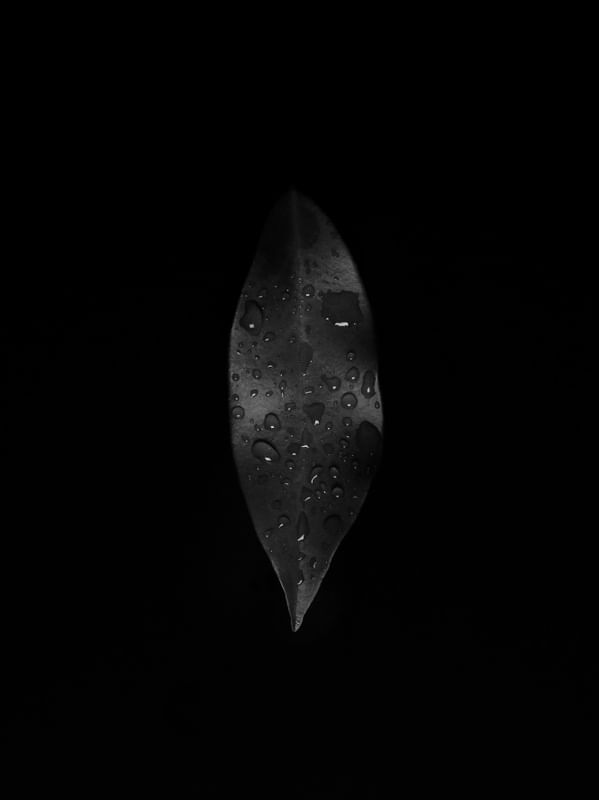 DAHORTA - ORAPRONOBIS