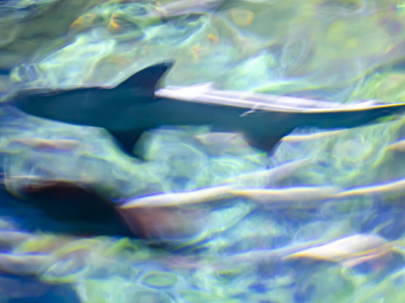 REEFHUNT