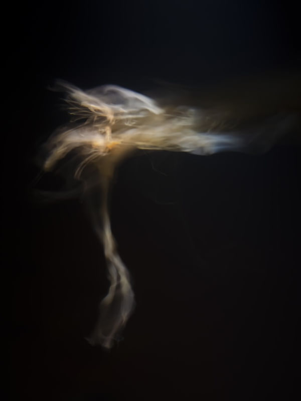 JELLYFISH ON STAGE 3