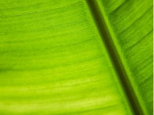 BANANALEAF