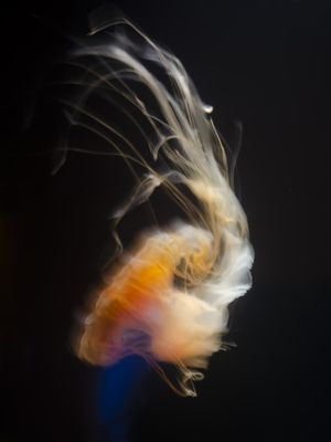 JELLYFISH ON STAGE
