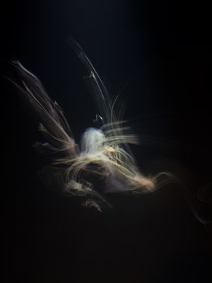 JELLYFISH ON STAGE 2