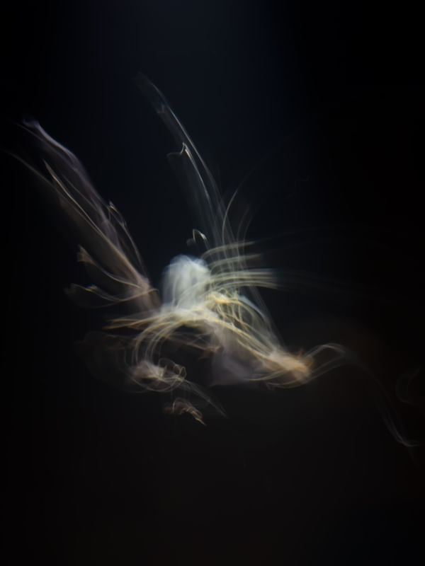 JELLYFISH ON STAGE 2