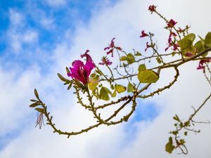 A FLOR ROSA