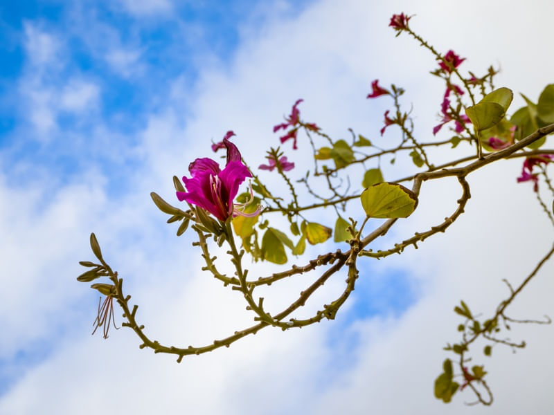 A FLOR ROSA