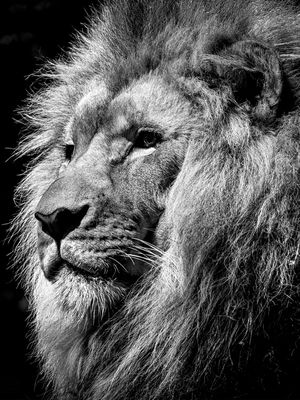 LION PB