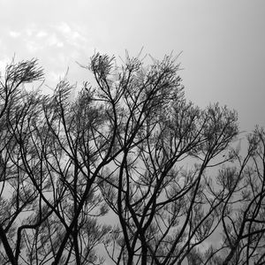 TREE - UE