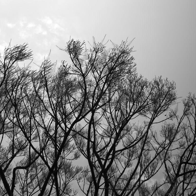 TREE - UE