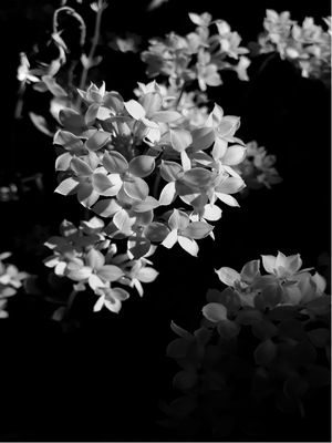 FLORESCE NATURAL ( P & B )