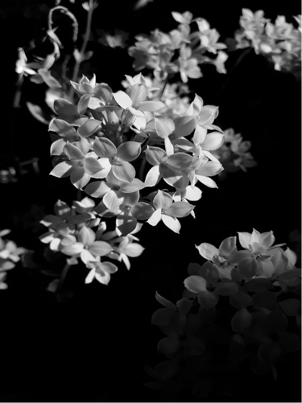 FLORESCE NATURAL ( P & B )