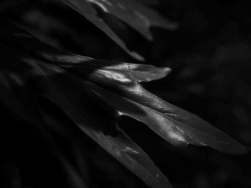 LUZ - UE