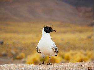 PÁSSARO DO DESERTO | VIDA SELVAGEM NA CORDILHEIRA DOS ANDES