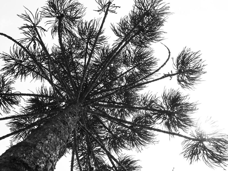 A ARAUCARIA PB - UE