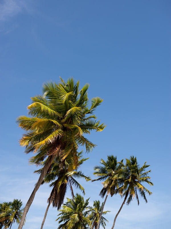 COQUEIROS EM CÉU AZUL