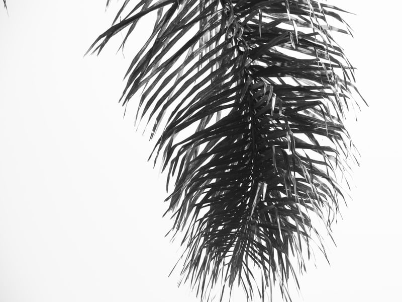 MINIMALISTA - UE