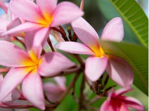 FLORES DE JASMIM