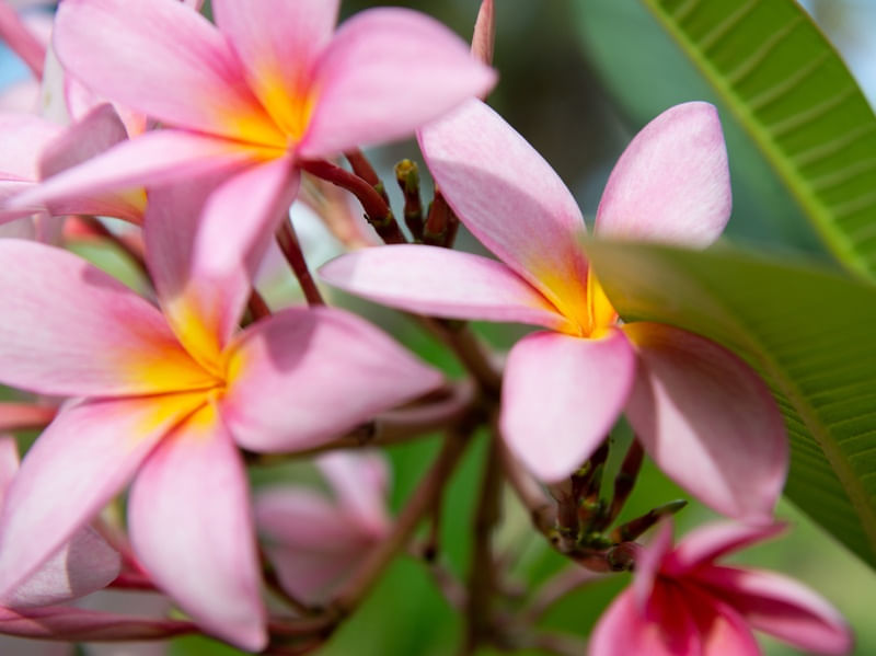 FLORES DE JASMIM