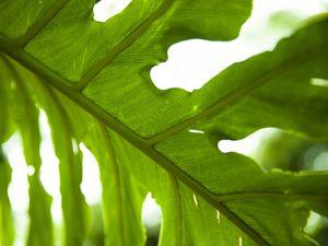TEXTURAS VERDES - UE