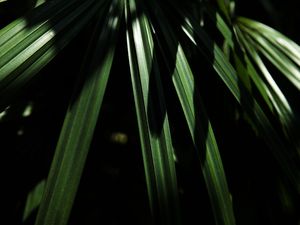SOMBRAS & VERDE - UE