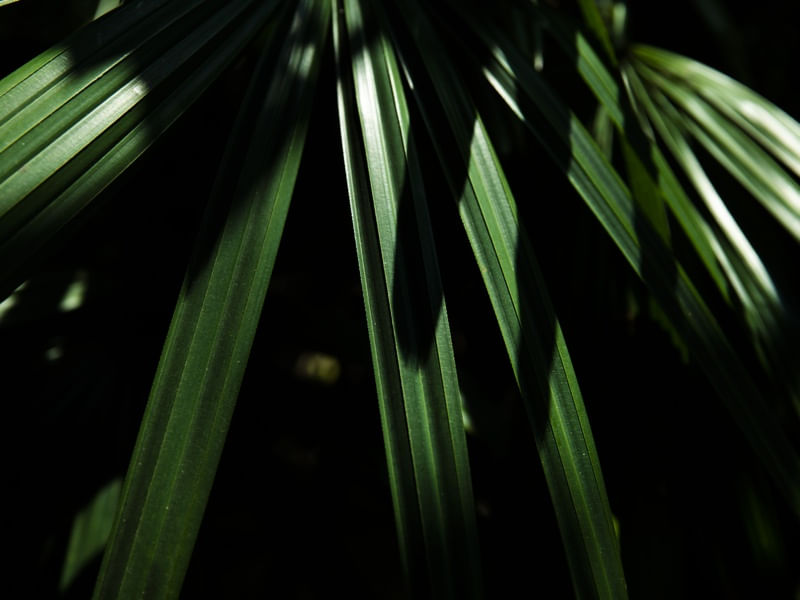 SOMBRAS & VERDE - UE