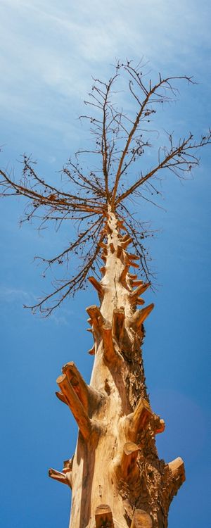 ÁRVORE SECA DO DESERTO | ATACAMA, CHILE | PANORÂMICA